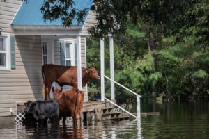 cows in flood